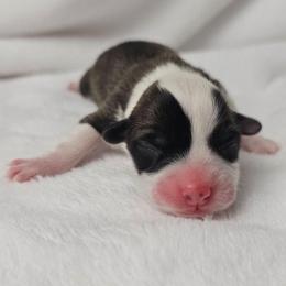 1. Red sable female - Sable female Pembroke Welsh Corgi puppy in Deming, New Mexico from Dragon Ridge Corgis