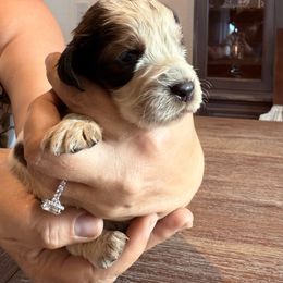 Boy 6 - Liver white and tan male English Springer Spaniel puppy in Fort Meade, Florida from Lake in the Hills Springers