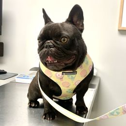 Maple - French Bulldog