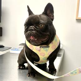 Maple - French Bulldog