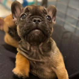 Bubbles - Fawn and white female French Bulldog puppy in Madison, Wisconsin from MadCity Frenchies