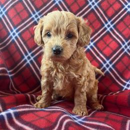 Girl 1 - Red  female Poodle puppy in Mayville, Michigan from Kathy Maize
