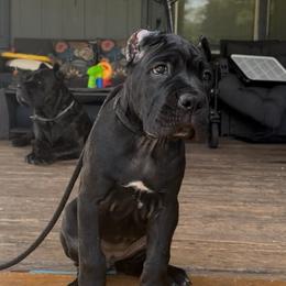 Miracle City Yellow - Black female Cane Corso puppy in Conroe, Texas from Miracle City