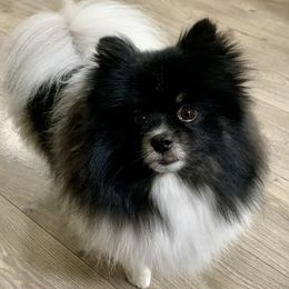 Bentley - Pomeranian
