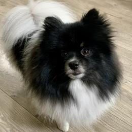 Bentley - Pomeranian