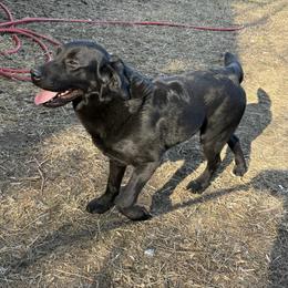Labrador Retriever puppies from QVR Labradors and Leonbergers