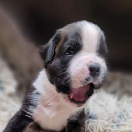 Ezra - Brindle Boxer puppy in Spring Hill, Florida from Hart's Grand Boxers