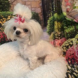 Chyna - Maltese