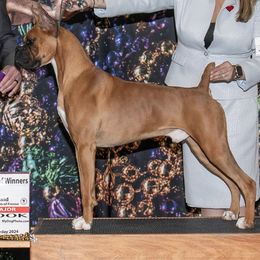 Boxer puppies from Black Dymond Boxers