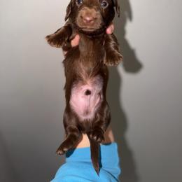 Boy 2 - Chocolate male Dachshund puppy in Oroville, California from Barnes’ Doxies