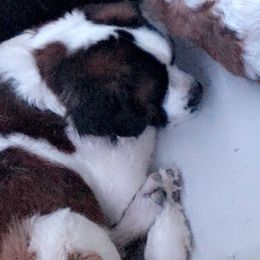 King - Saint Bernard