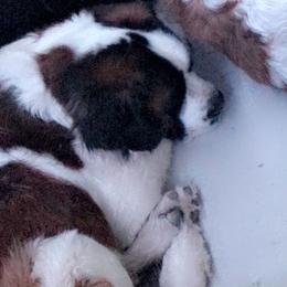 King - Saint Bernard