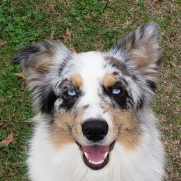 Dixie - Australian Shepherd