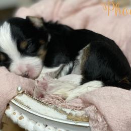 Phoebe - Tri-color female Bernedoodle puppy in Henry, Illinois from Rowe Farms Doodles