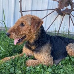 Airedale Terriers and Shiba Inu from Yoder’s Airedale Terriers