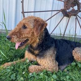Airedale Terriers and Shiba Inu from Yoder’s Airedale Terriers