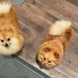Nela - Pomeranian