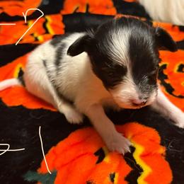 Girl 1 - White black and tan female Papillon puppy in Fremont, Michigan from Barque