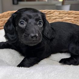 Binx - Black and tan male Dachshund puppy in Wallingford, Kentucky from Hensley Homestead Dachshunds
