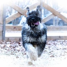 Cacie - Giant Schnauzer
