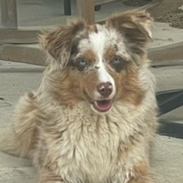 DUSTY - Miniature American Shepherd