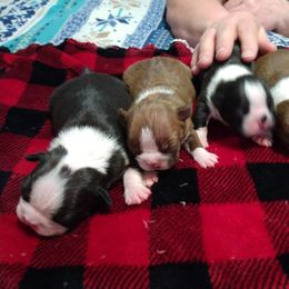 Boston Terrier Puppies from J & T Bostons
