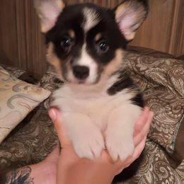 Pembroke Welsh Corgi Puppies from Iron Moss Ranch