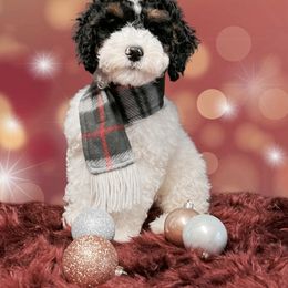 Bernedoodle and Goldendoodle Puppies from I Dream of Doodles