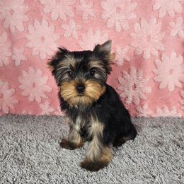 PUP 1 - Black and tan female Yorkshire Terrier puppy in Polk City, Florida from Yorkies by Casey