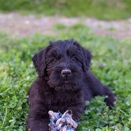 Giant Schnauzer Puppies from Riesenschnauzers von Reh Bach