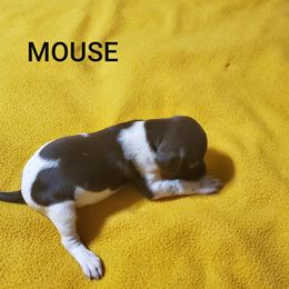 German Shorthaired Pointer Puppies from Cedar Hills GSP