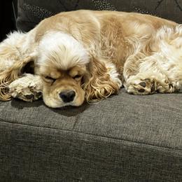 Cocker Spaniel puppies from Belive in Dreams Cockers