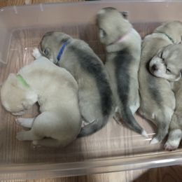 Siberian Husky puppies from Coral Gables Siberians
