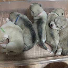 Siberian Husky puppies from Coral Gables Siberians