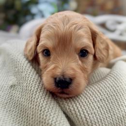 Gregory - Red male Cavapoo puppy in Arlington, Texas from Van Haselen Poodles and Doodles
