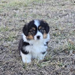 Blue male - Black and tan male Pembroke Welsh Corgi puppy in Harrisburg, Illinois from Parish Corgis