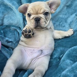 French Bulldog Puppies from OTF Frenchies