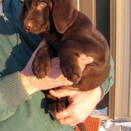 Labrador Retriever Puppies from Tom Kuball's Labrador Retrievers