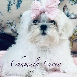 LACEY - Maltese