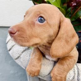 Elsa - Cream female Dachshund puppy in Orlando, Florida from Weiner Wunderland of Central Florida