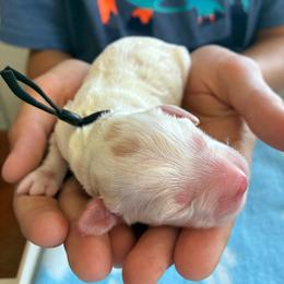 Ralph - Red and white male Cockapoo puppy in Adrian, Oregon from ApplebyFarm