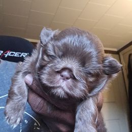 Girl 1 - Chocolate female Shih Tzu puppy in Augusta, Maine from Zulas Shih Tzu of Maine