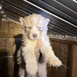 Girl 5 - Brown and white female Siberian Husky puppy in Uhland, Texas from Siberian Huskies
