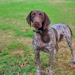 German Shorthaired Pointers from Triple C Kennels