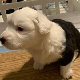 Cardigan Welsh Corgi Puppies from Luxe Cardigan Welsh Corgis