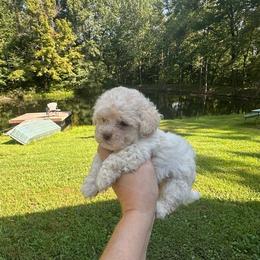 Inky - Merle male Maltipoo puppy in Coal City, Indiana from Angel Blue Dogs