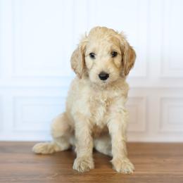Ranger - Apricot male Goldendoodle puppy in Seffner, Florida from Gold Diamond Pup