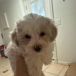 Charles - White male Maltipoo puppy in Santaquin, Utah from Willow & Wag Farm