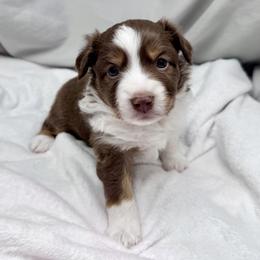 Scarlet - Red tri female Miniature Australian Shepherd puppy in Bly, Oregon from Apacheblus Toy Aussies