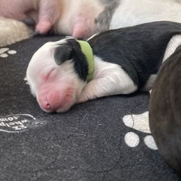 Cornell - Black and white male Sheepadoodle puppy in Rocky Point, North Carolina from CelticDoods
